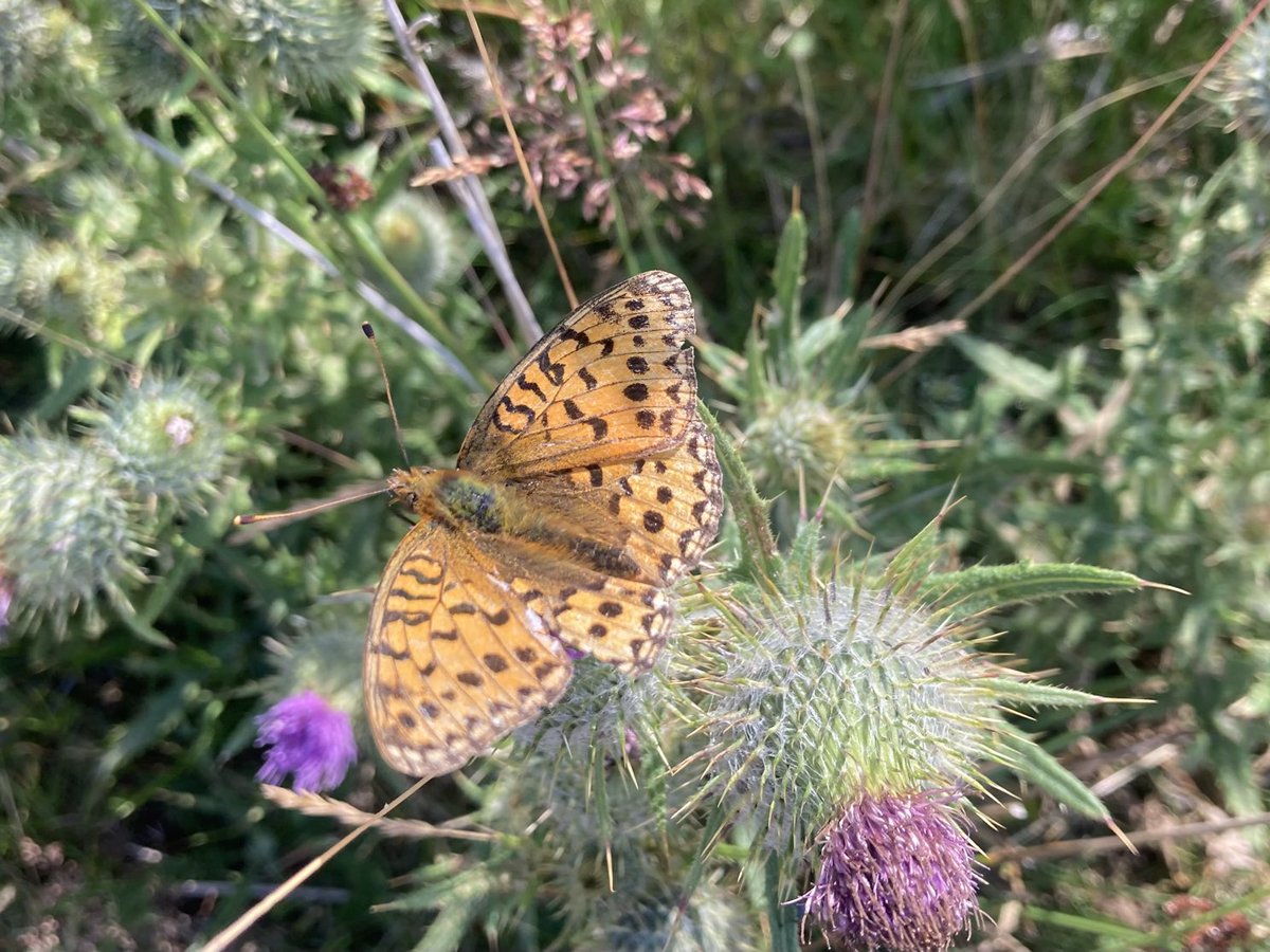 doristhehat's tweet image. Good morning everyone wishing you a happy day 馃榾wonderful wanderings on Sunday thru lovely Longshaw . Beautiful butterflies galore, Dark Green Fritillary and Gatekeeper 馃挌
#PeakDistrict