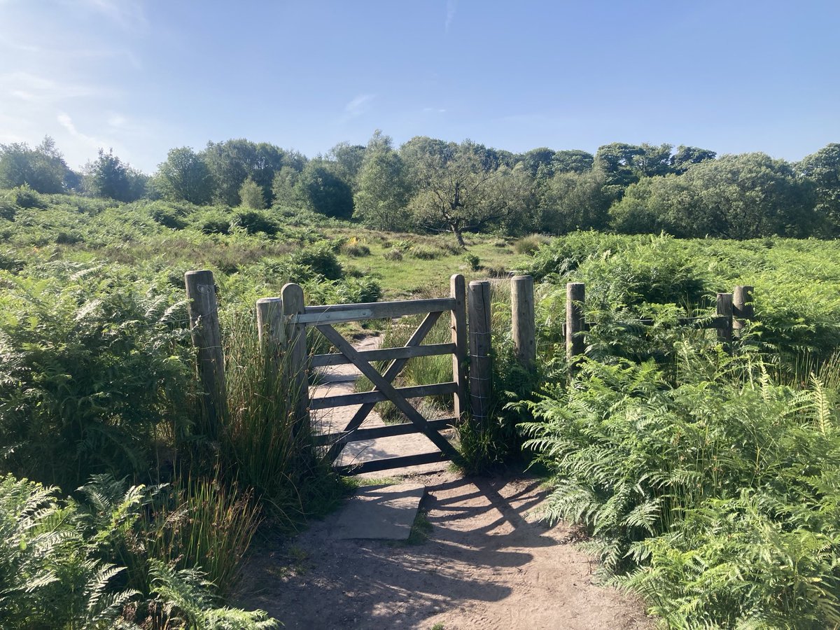 doristhehat's tweet image. Good morning everyone wishing you a happy day 馃榾wonderful wanderings on Sunday thru lovely Longshaw . Beautiful butterflies galore, Dark Green Fritillary and Gatekeeper 馃挌
#PeakDistrict