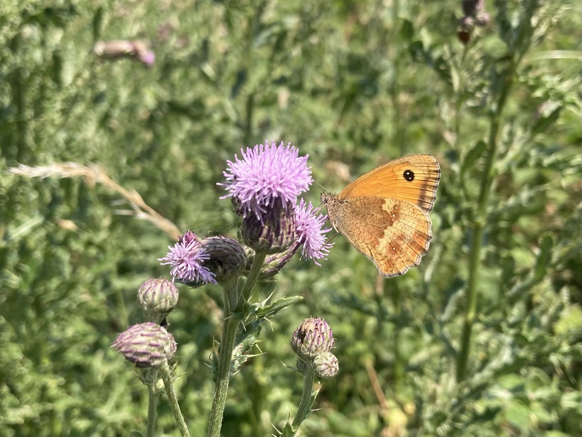 doristhehat's tweet image. Good morning everyone wishing you a happy day 馃榾wonderful wanderings on Sunday thru lovely Longshaw . Beautiful butterflies galore, Dark Green Fritillary and Gatekeeper 馃挌
#PeakDistrict