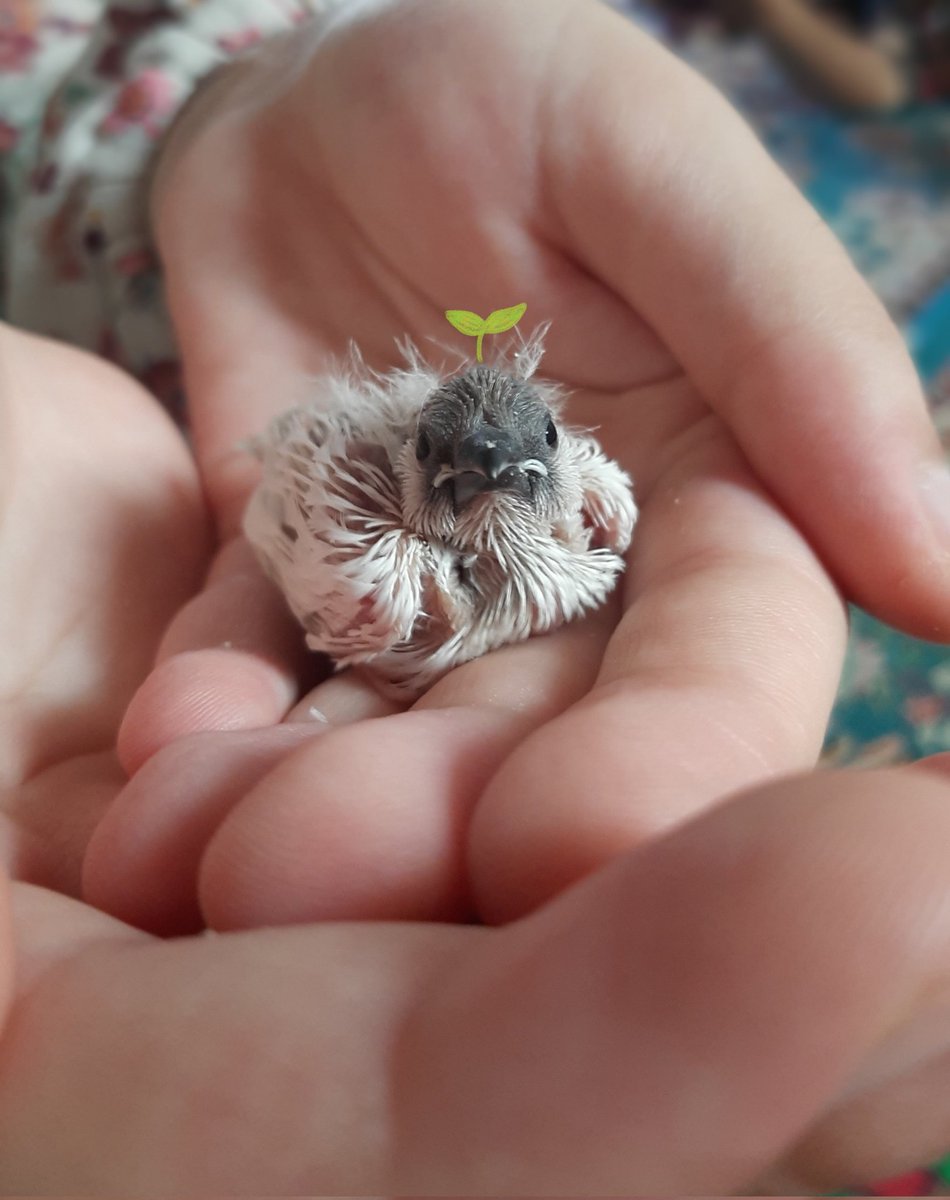 tahi_999's tweet image. گیلی گیلی .