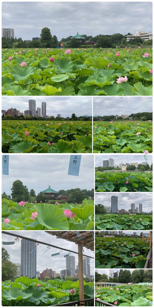 sekaiandjpn's tweet photo. #takebreath
#台東区 #上野恩賜公園
#不忍池 #弁天堂
Shinobazu Pond,Ueno Park
Taito City #tokyo #Japan
#summer #festival(~8/11)
③🔽#view from
Shitamachi Museum(④🟢)
④🟢#したまちミュージアム
🪷#蓮の花 #lotus
🎐#風鈴 #windbell
#Japanese #umbrella #display
#FlowersOnX #walking https://t.co/JPkct2pSGP
