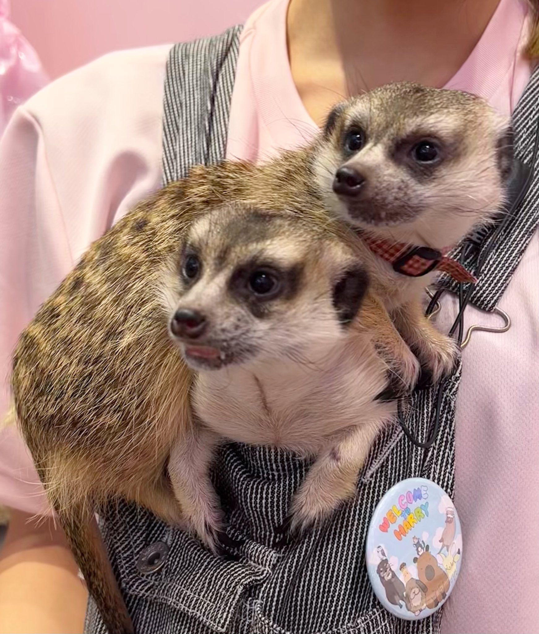 ちゃんよし☆ナマケモノちゃん、ミーアキャットちゃん 原宿かわいい動物園 on X: 