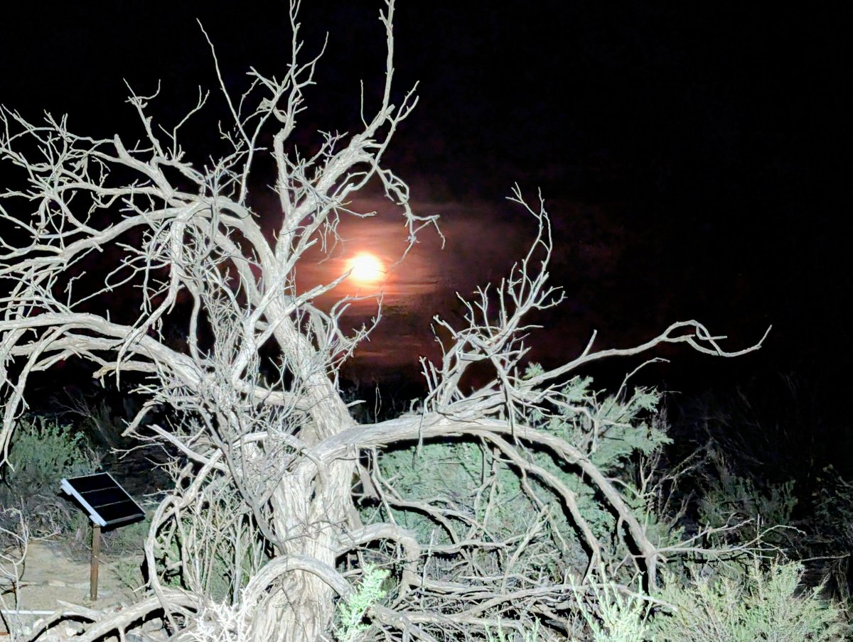 Recent rains brought back some mesquite, but not all.