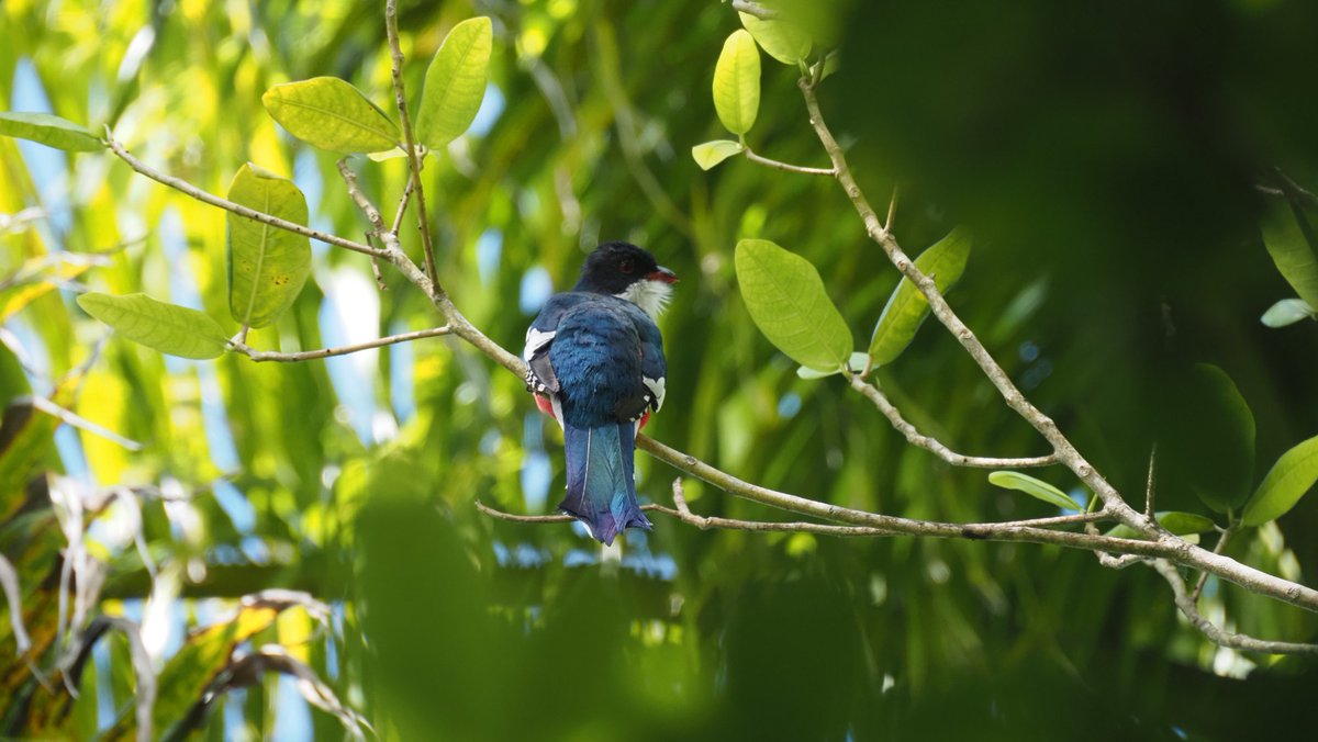 Esto de <a href="/AverAves/">Aver Aves</a> es muy grande. Personas que vienen a nuestras rutas se acuerdan de nosotras en sus viajes y nos mandan fotos de aves.
Esta, de Juanjo, es muy especial. Es un tocororo, ave emblema de Cuba relacionada con Carabanchel. Venid a un #HistoriAves y os lo contamos.