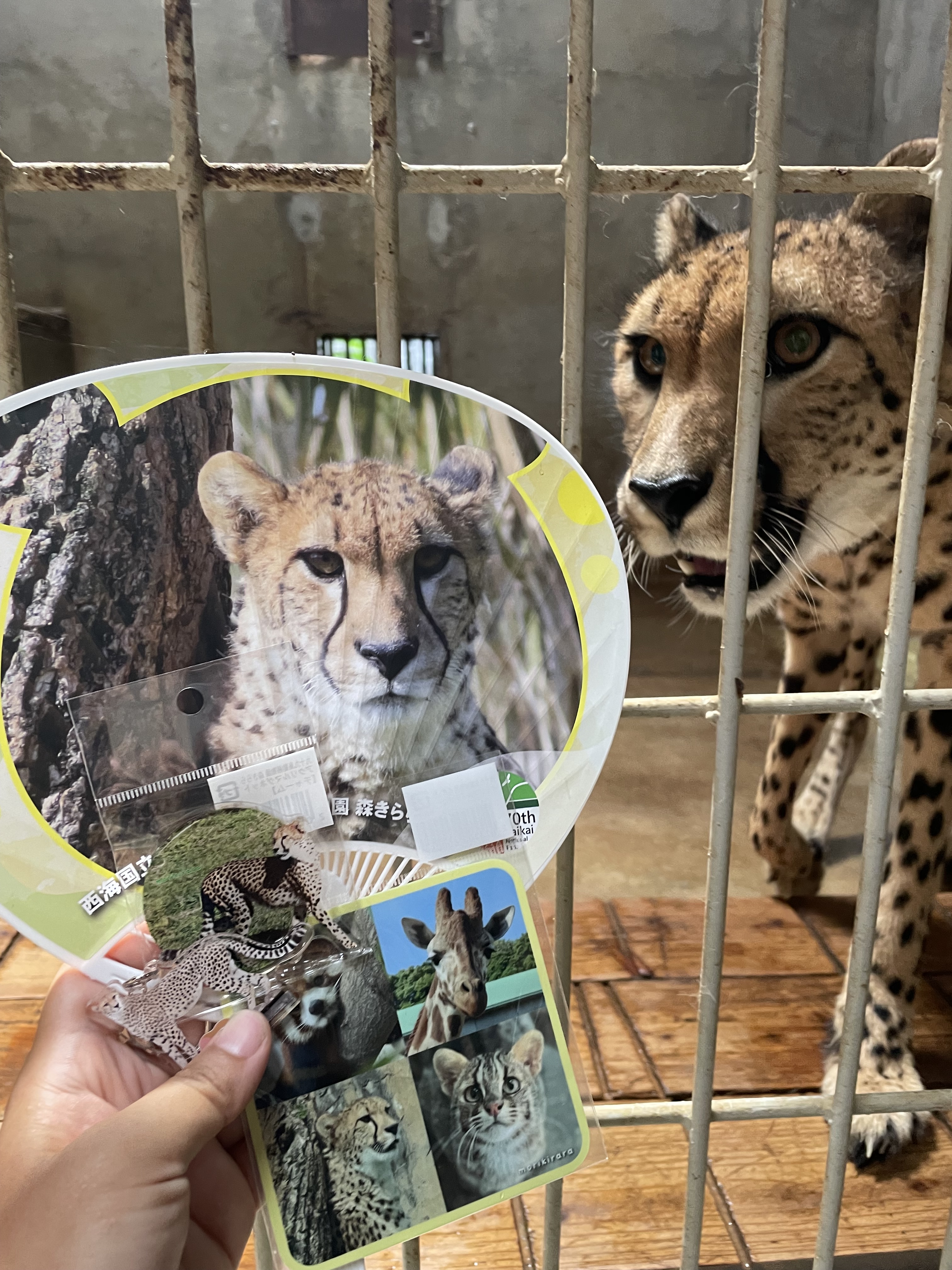 森の中の動物園 Amazon.co.jp: 森の動物園 : 順之助: 本