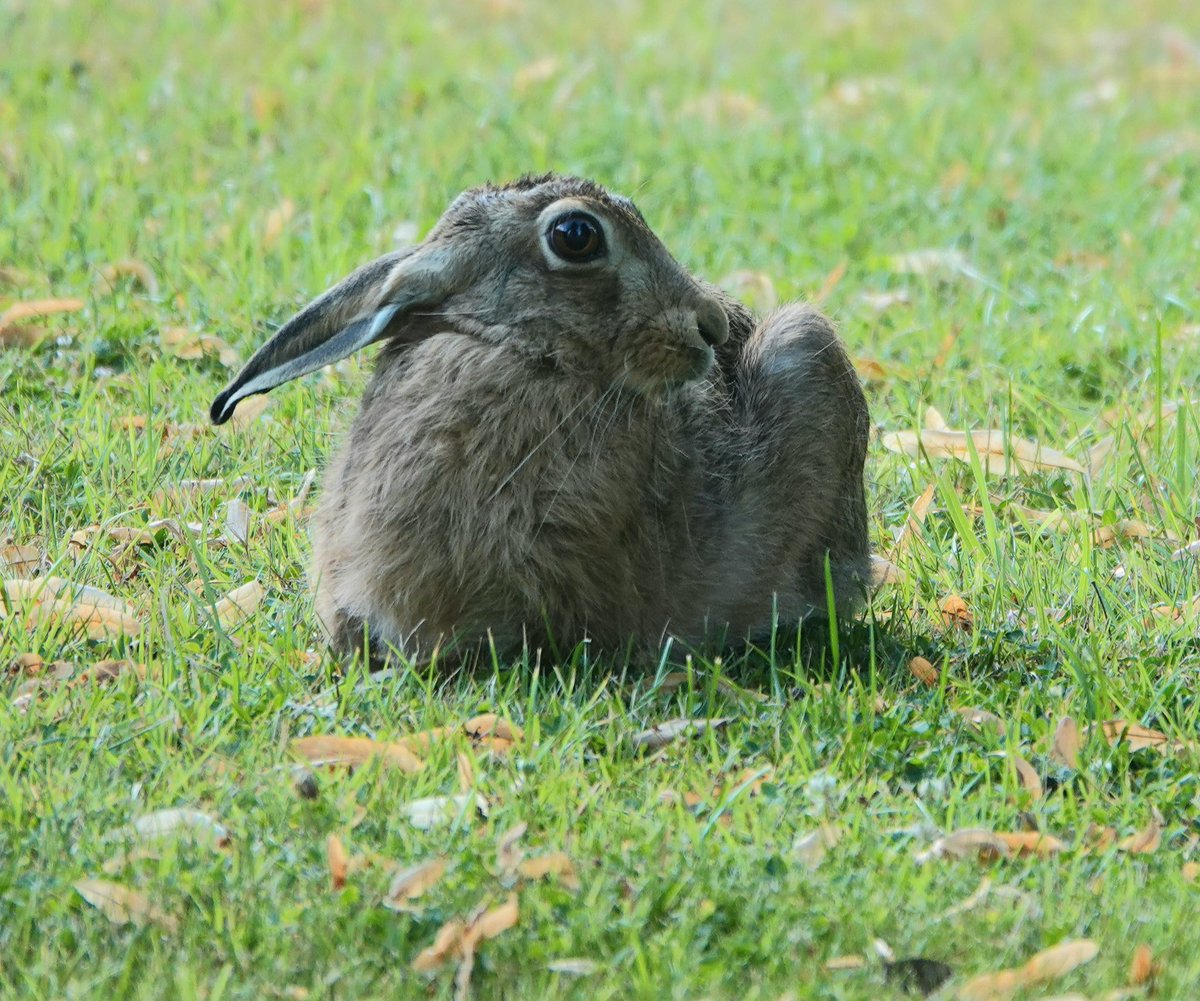 A rather chilled out hare on the lawn <a href="/AlthorpHouse/">Althorp</a> this morning.
The brown hares here in the park are definitely less concerned about humans being around them.
Visitors to Althorp often comment on how nice it is to see them.
Conservation@althorp.com #hares #Spencerestates