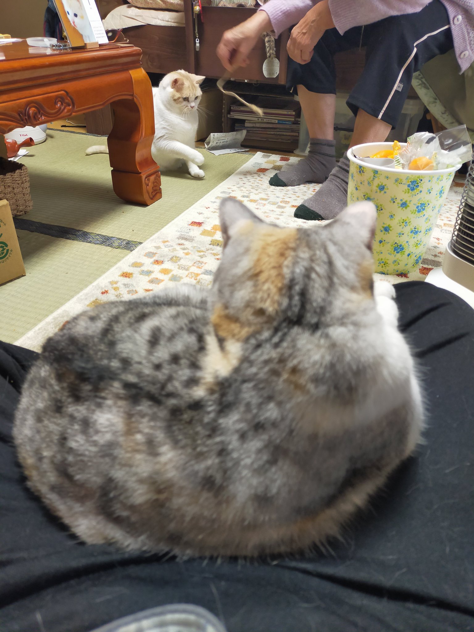 まさねこ まさまさ(猫) (@nyanyanya0902) / X