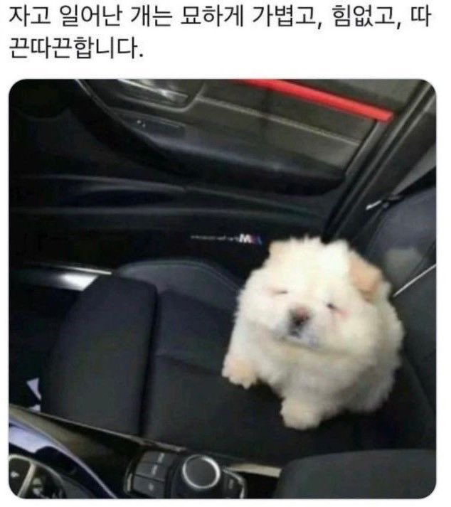 자고 일어난 개는 묘하게 가볍고, 힘없고,
따끈따끈합니다.