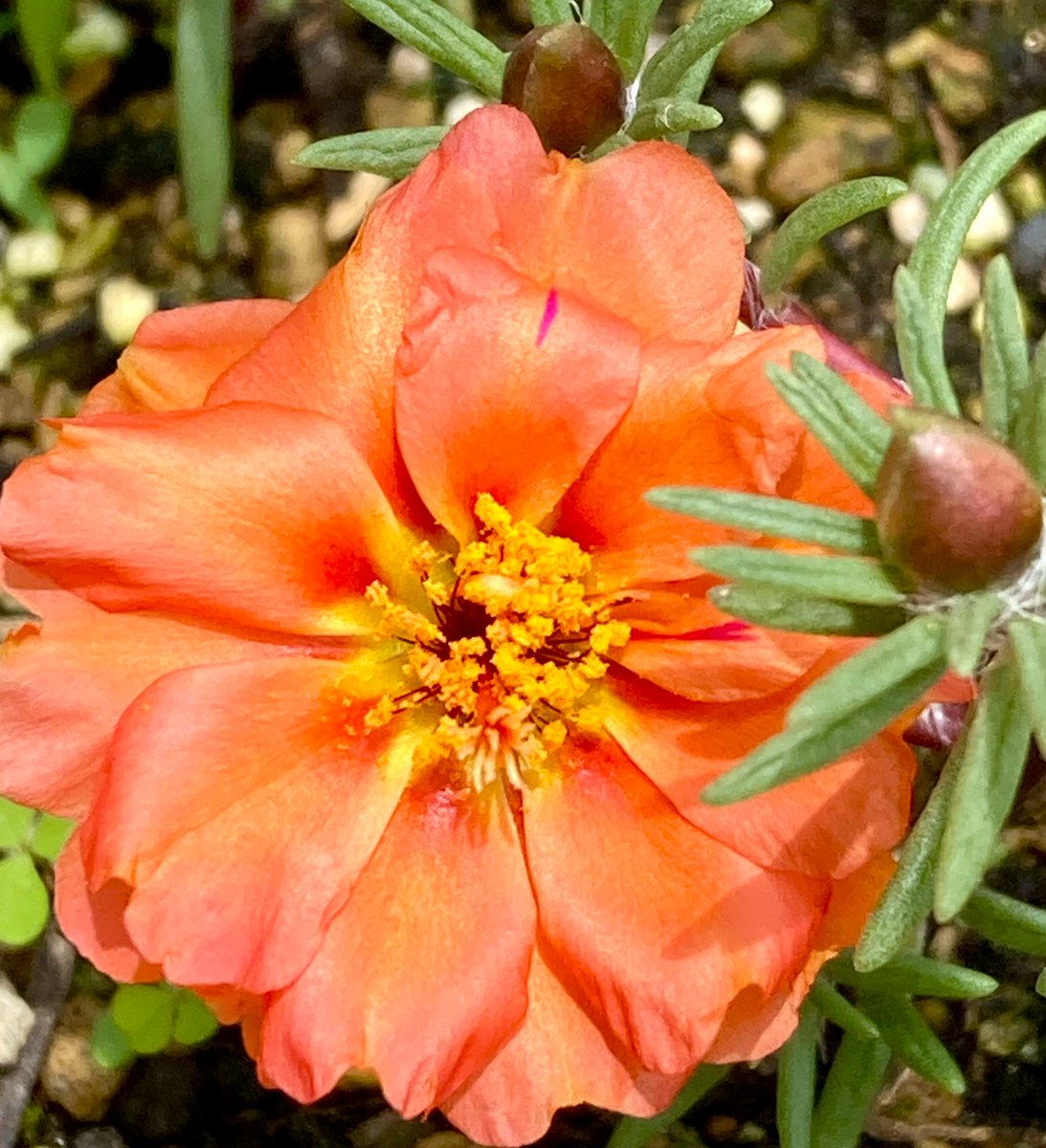 homoremore's tweet image. こんにちは。