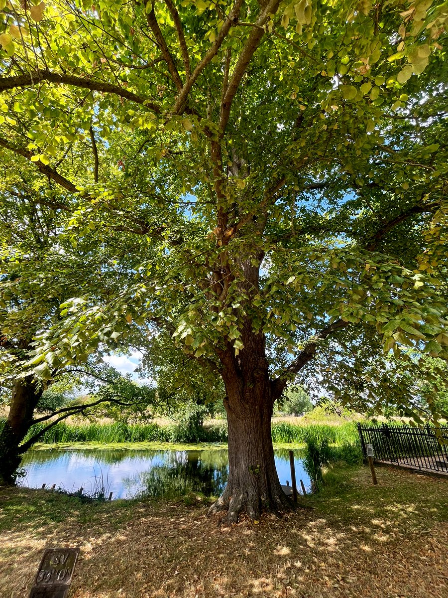 sw37xx's tweet image. 📸 ~ One for #thicktrunktuesday 🌳
Have a terrific Tuesday, everyone! 💚🤎💚