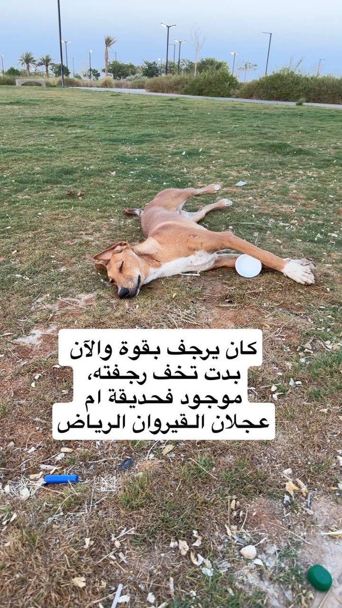 #انقاذ #عاجل #الرياض 
أرجوكم الكلب بيموت يحتاج انقاذ عاجل رقم التواصل 
+966594036170
