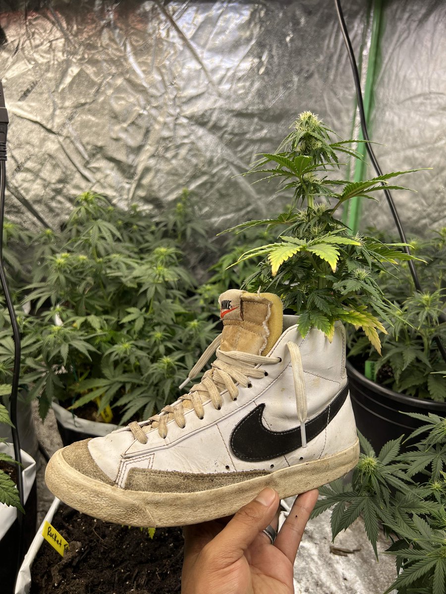 Okay but… was this made by a grower or a sneakerhead? 👀 Kinda obsessed with this pot ngl. Thoughts?

🧑🏽‍🌾 Sinsemii 
🌱 Sweet ZZ