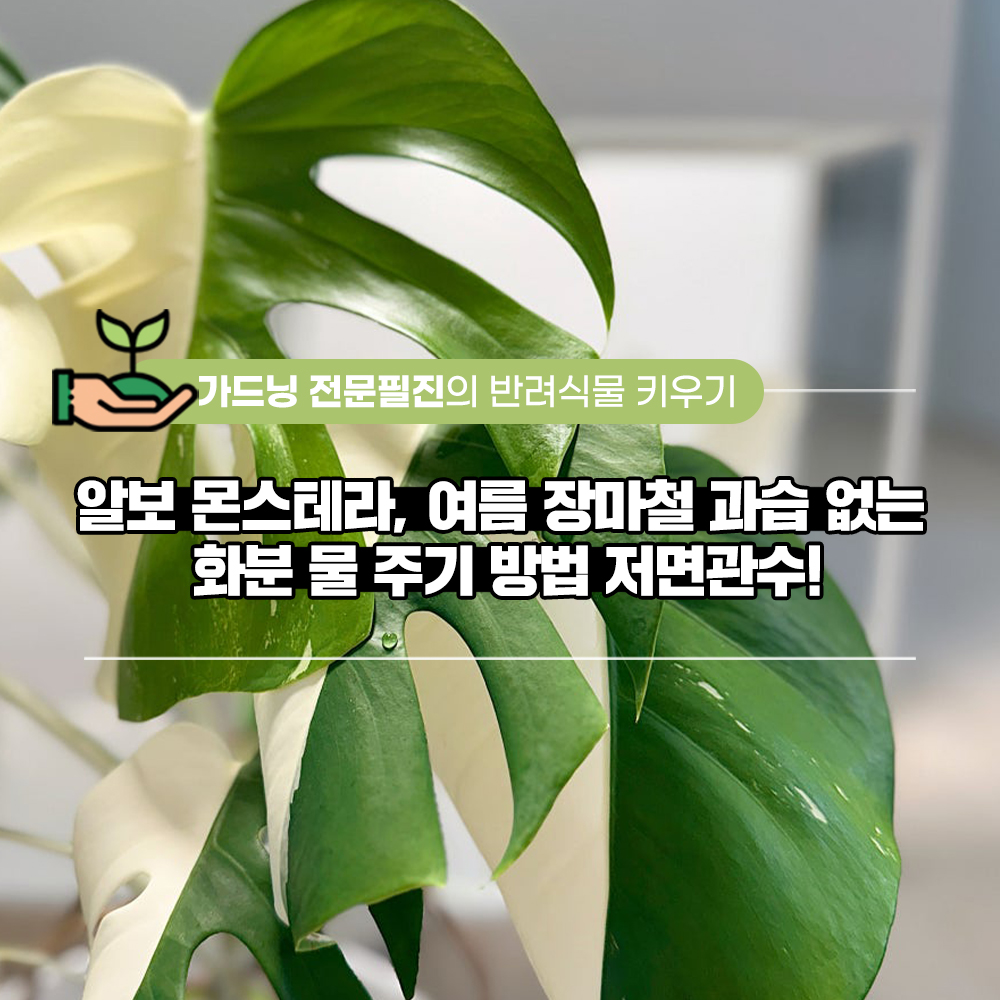 여름철, 식집사들에게 가장 고민되는 문제는?
바로 과습으로 식물들이 아픈것 아닐까요?😓

그럴때 도움이 되는 #저면관수!🪴

알보 몬스테라로 알아보는 저면관수!
여름철 과습 이렇게 잡아보세요😉

👉🏻 vvd.bz/Vqt