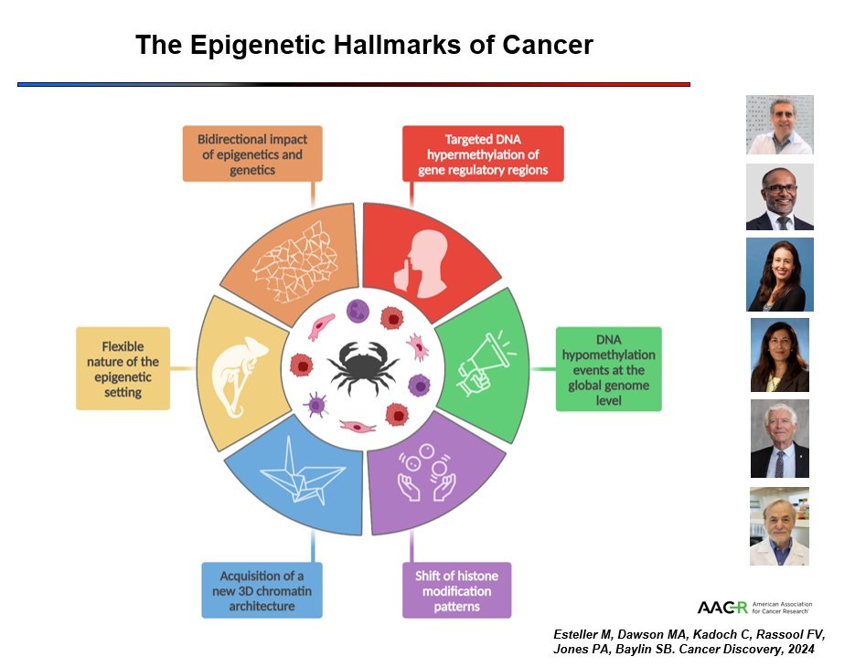 ManelEsteller's tweet image. Delighted that our @CD_AACR @AACR article about "The #Epigenetic Hallmarks of #Cancer" is considered a Highly Cited Paper by Essential Science Indicators Web of Science #WOS @Clarivate. Grateful to co-authors @MAF_Dawson, @CKadoch, Feyruz Rassool, Peter Jones and Steve Baylin…