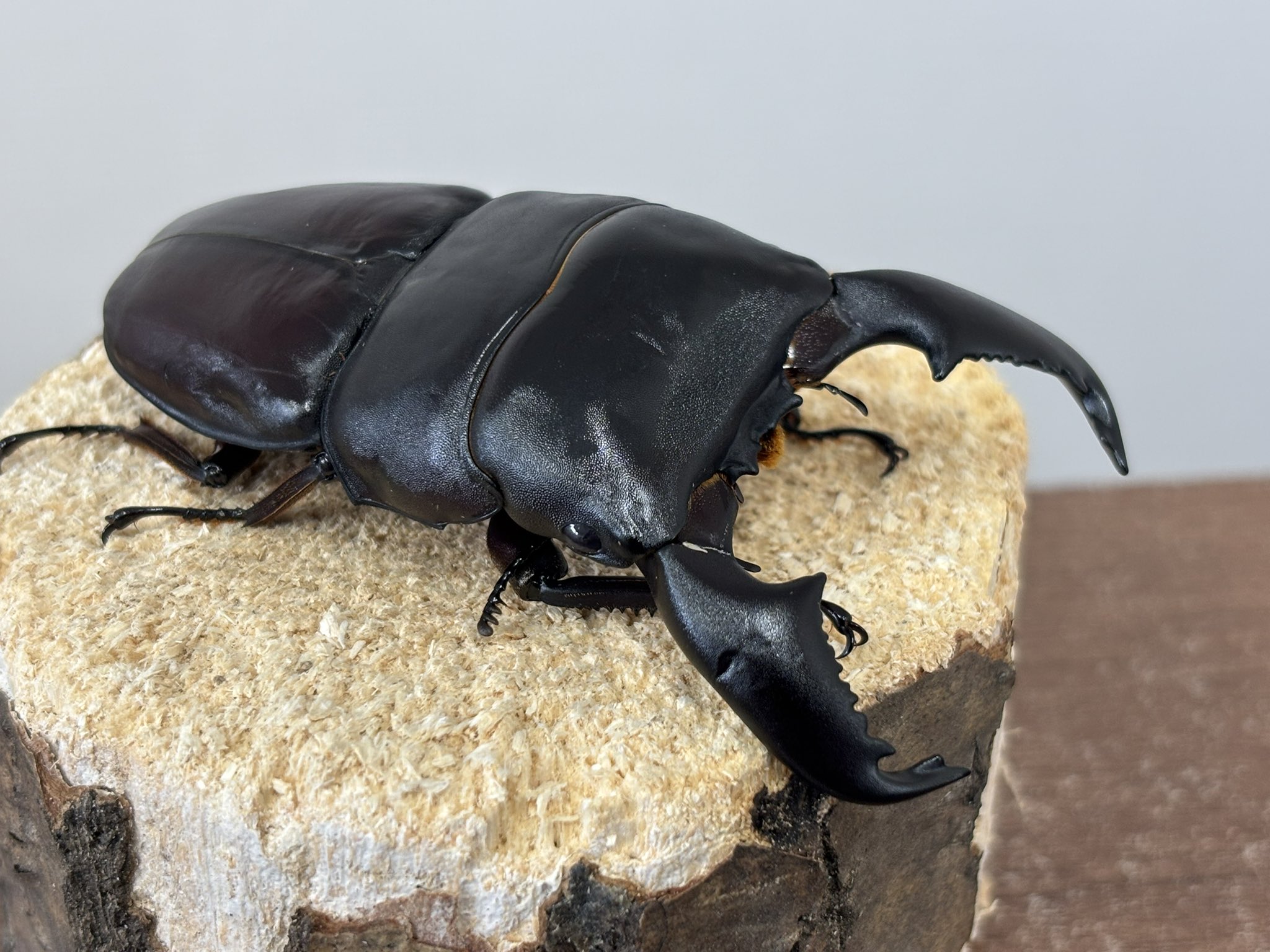 オペラ　名作鑑賞　お値下げしました！ オペラ名作鑑賞 全10巻セット 買取
