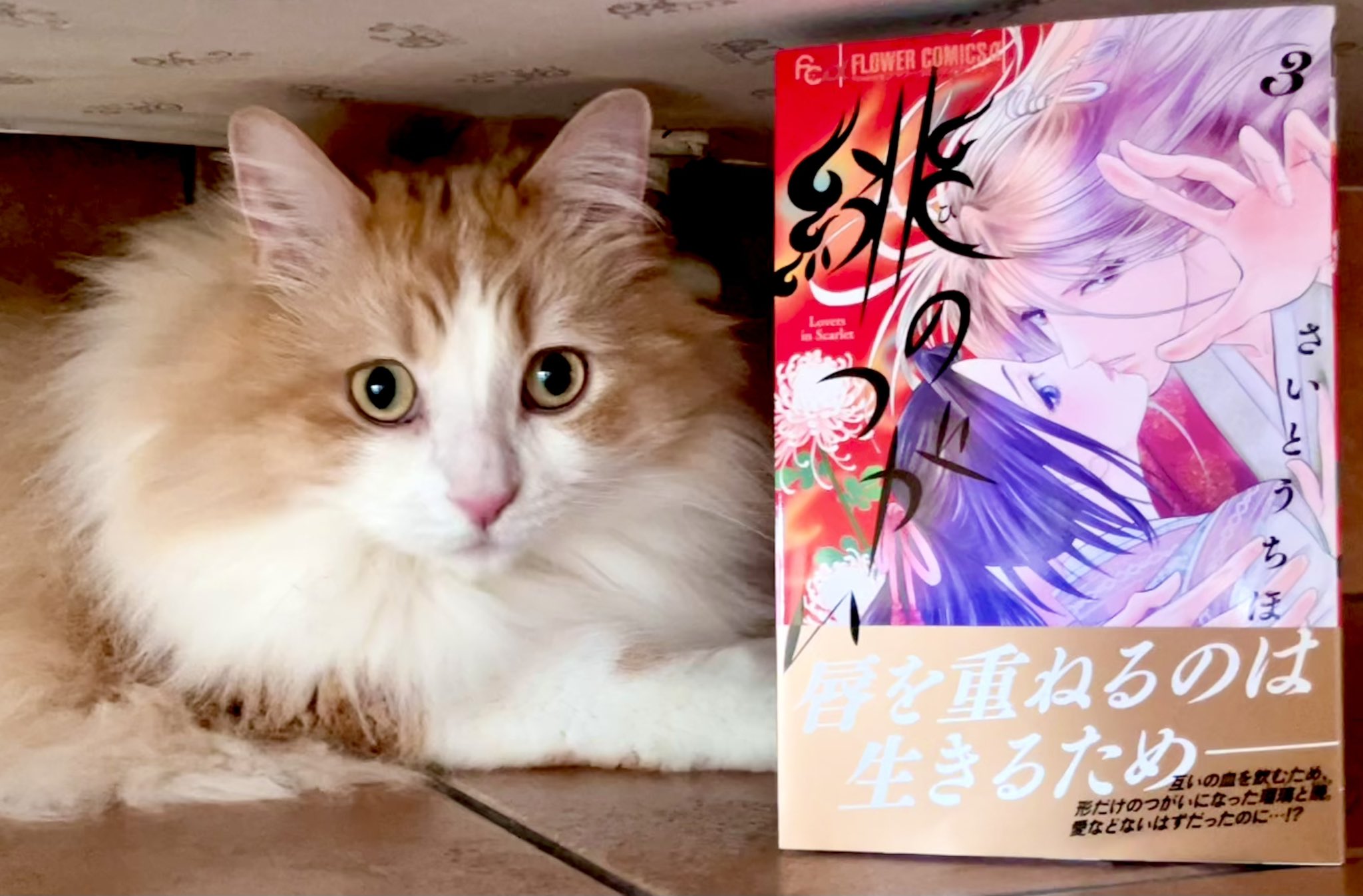 さいとう ちほ Chiho Saito (@chihochat) / X