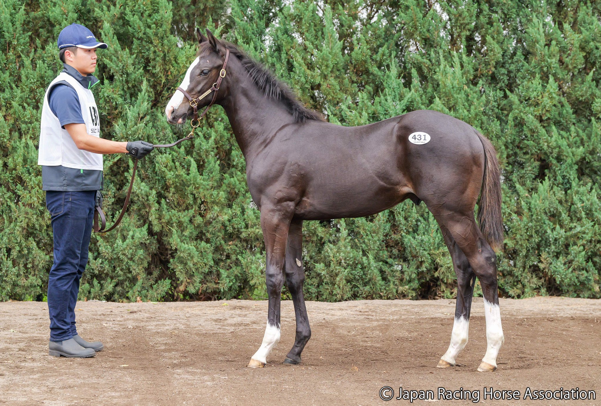 JRA-VAN公式 on X: 