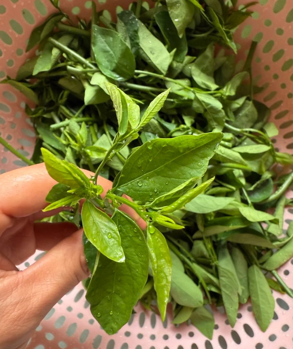 张老师 tweet media