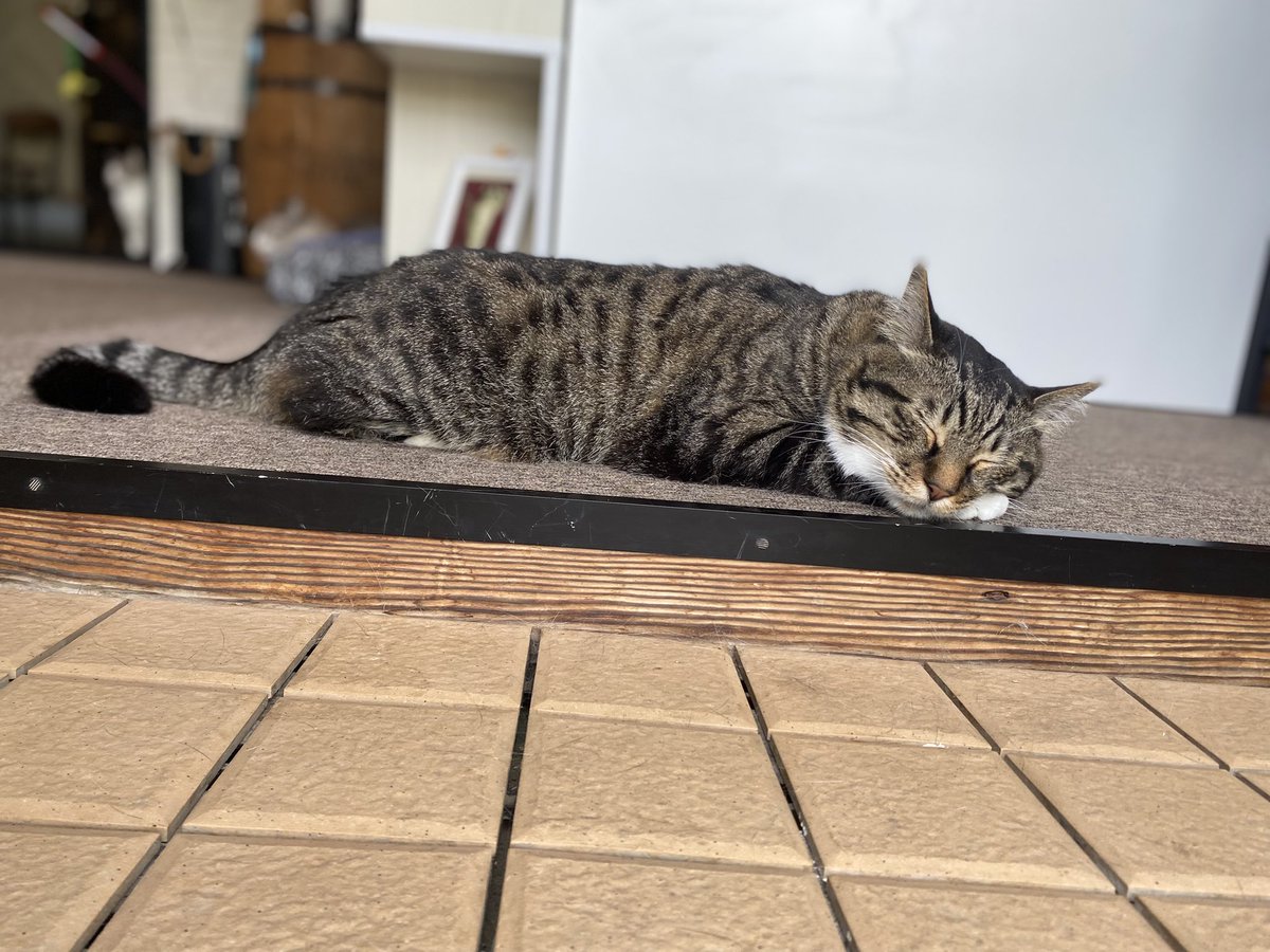 nekohige22's tweet image. 玄関でお出迎え✨