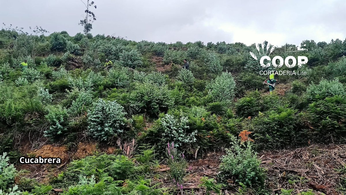 stopcortaderia's tweet image. 🚫 ¡Adiós, plumero!
En Cucabrera ganamos terreno al 🌾. Las cuadrillas COOP de @AMPROSCantabria nos recuerdan que la fuerza también se mide en 💚 y compromiso.
Trabajan para que:
🌱 la naturaleza respire
🚶♀️ paseemos sin Cortaderia
🤝 y florezca la inclusión
¡Gracias equipo! 🙌