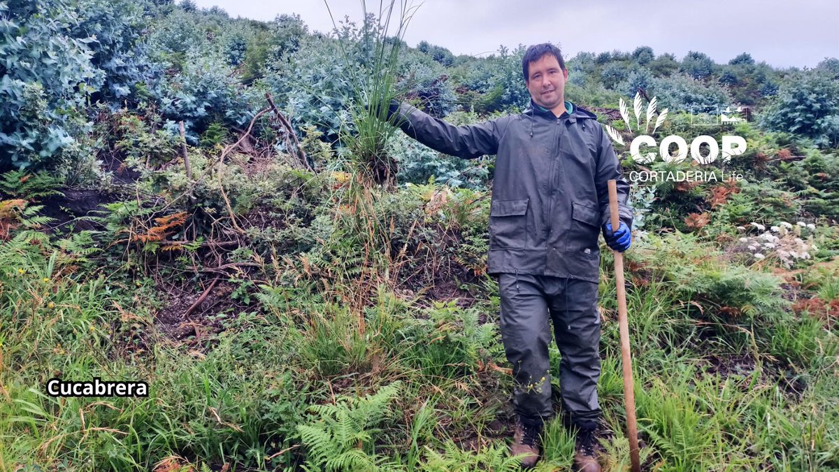 stopcortaderia's tweet image. 🚫 ¡Adiós, plumero!
En Cucabrera ganamos terreno al 🌾. Las cuadrillas COOP de @AMPROSCantabria nos recuerdan que la fuerza también se mide en 💚 y compromiso.
Trabajan para que:
🌱 la naturaleza respire
🚶♀️ paseemos sin Cortaderia
🤝 y florezca la inclusión
¡Gracias equipo! 🙌