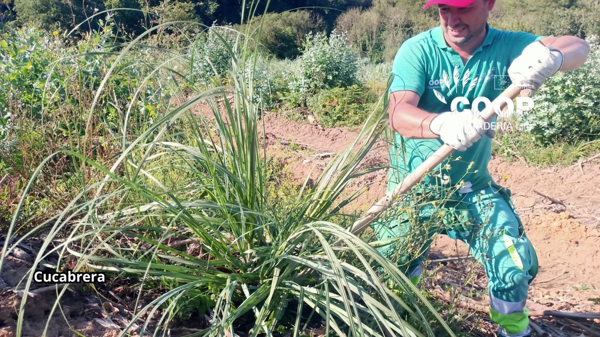 stopcortaderia's tweet image. 🚫 ¡Adiós, plumero!
En Cucabrera ganamos terreno al 🌾. Las cuadrillas COOP de @AMPROSCantabria nos recuerdan que la fuerza también se mide en 💚 y compromiso.
Trabajan para que:
🌱 la naturaleza respire
🚶♀️ paseemos sin Cortaderia
🤝 y florezca la inclusión
¡Gracias equipo! 🙌