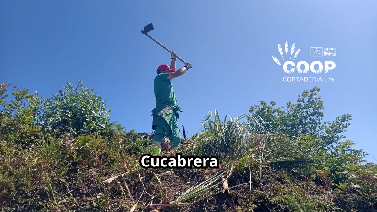 stopcortaderia's tweet image. 🚫 ¡Adiós, plumero!
En Cucabrera ganamos terreno al 🌾. Las cuadrillas COOP de @AMPROSCantabria nos recuerdan que la fuerza también se mide en 💚 y compromiso.
Trabajan para que:
🌱 la naturaleza respire
🚶♀️ paseemos sin Cortaderia
🤝 y florezca la inclusión
¡Gracias equipo! 🙌