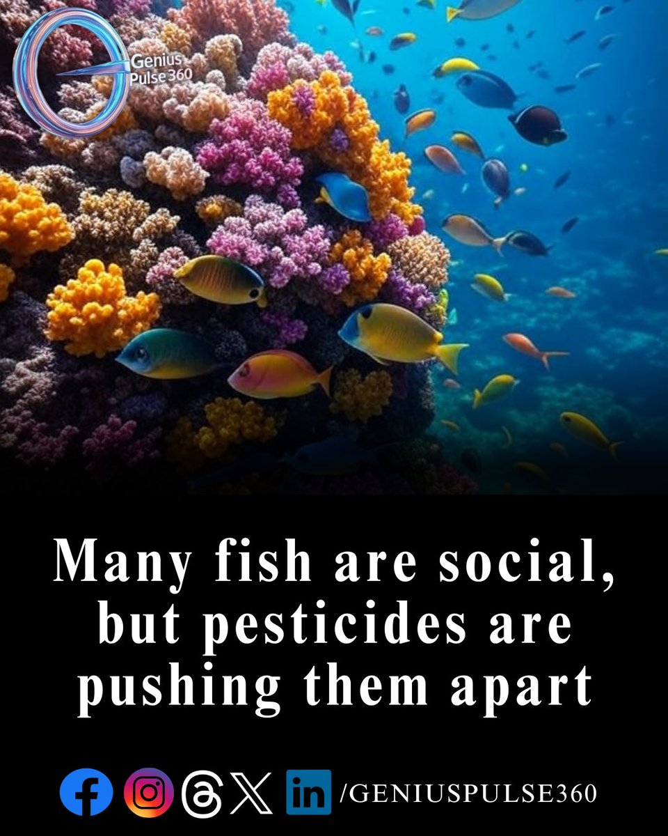 geniuspulse360's tweet image. Sub-lethal pesticide levels disrupt fish social behavior—schooling, mating, and territory defense decline by ~23%! Meta-analysis of 37 studies shows courtship takes the hardest hit. Ecosystem integrity is at stake. Regulators: Consider behavior as a key risk metric.
#FishBehavior