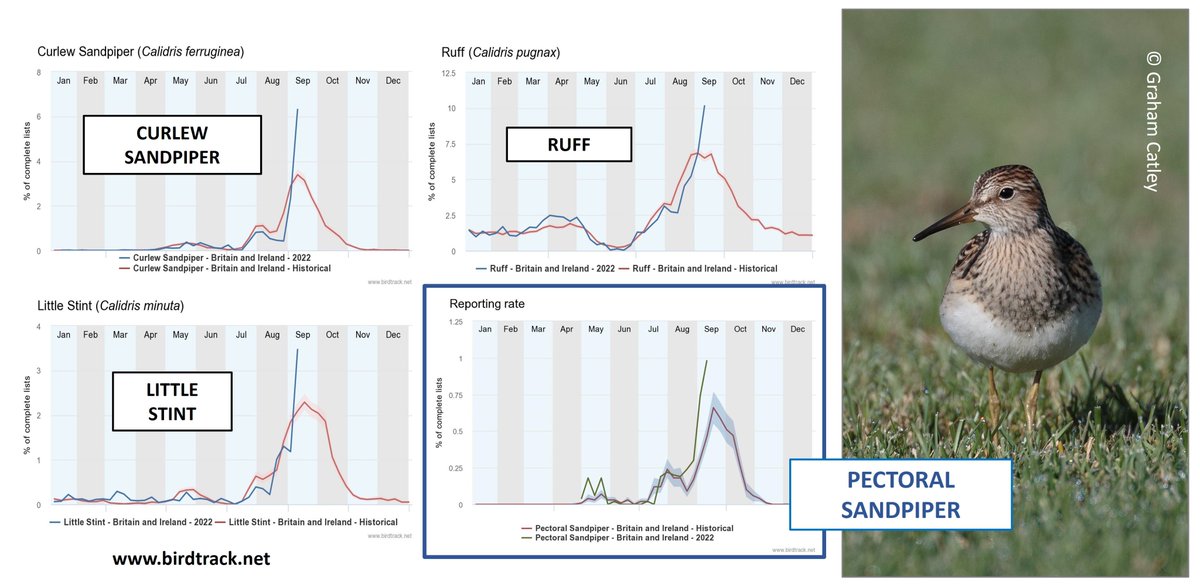 GrahamFAppleton's tweet image. First 'autumn' Little Stints and Curlew Sandpipers are being reported in UK.
Will the first (Siberian) Pectoral Sandpipers be far behind?
Blog about autumn migration:
wadertales.wordpress.com/2017/07/20/whi…
Graphs from 2023 - @BirdTrack
#ornithology