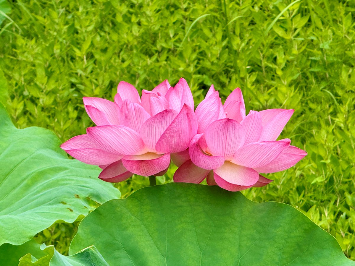 KorakuenGarden's tweet photo. #DYK #lotuses and #waterlilies generally bloom in the morning and close around noon?
To enable our #lotus- and #waterlily-loving visitors to admire the freshly opened #blooms, we open at 8 a.m., Jul. 18–21 and 25–27.
Don't miss it if you are a big fan of these beautiful #flowers! https://t.co/UTy0IIjxDN