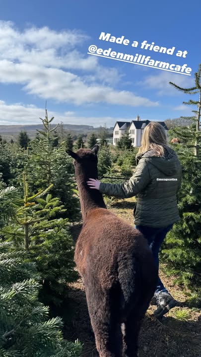 😍 Do you fancy taking our handsome young lads out on a trek around our Estate at Edenmill?  Our Alpaca Trekking is suitable for all and available to book online at edenmill.co.uk #glasgowalpacatrekking #lochlomond #milngavie #edinburghalpacatrekking #stirling