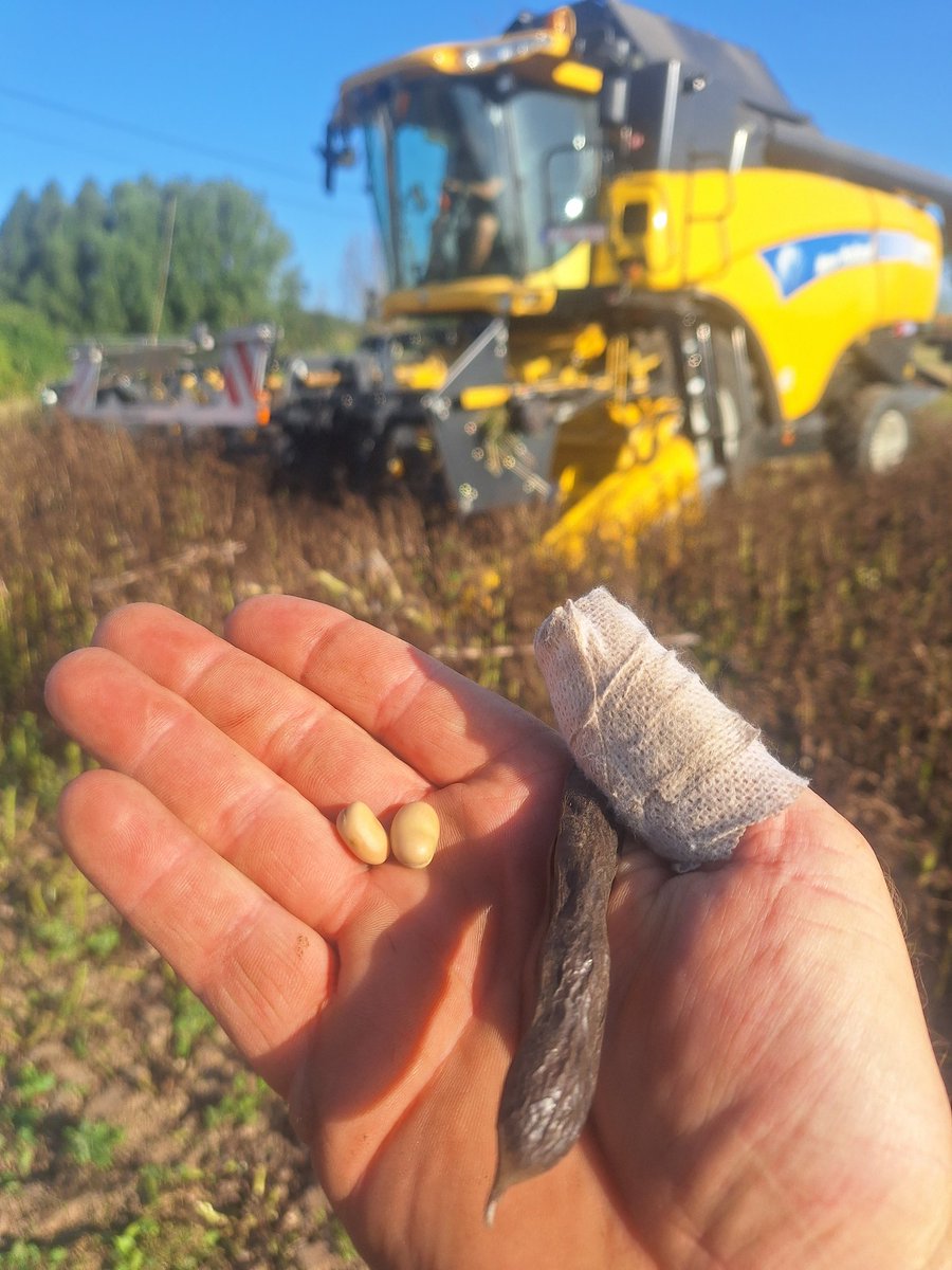 Eiwit van eigen land. 
Het heeft iets weg van op reis gaan naar Frankrijk zonder GPS via de routes nationale.
Meerdere keren en continue de weg vragen naar de eindbestemming.
Benieuwd naar het resultaat.
#veldbonen