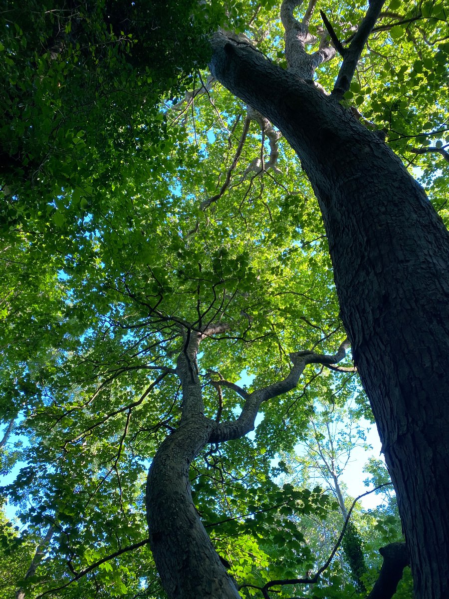 I don’t know why I love this photo so much - I think it’s because the trees look like they’re dancing. 

Trees, huh? They look all stately as you walk under them, then as soon as your back’s turned they have a quick shimmy on the dance floor. #ThickTrunkTuesday 🪩🕺💃