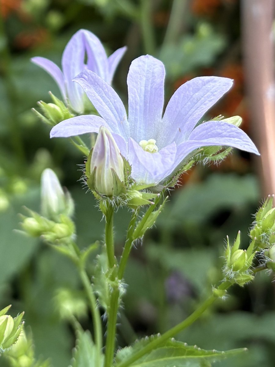 ElizAthertonSop's tweet image. I’m thrilled that my #Campanula has decided to come back from the dead after last summer when I assumed it was no more. One of my favourites as we go into the height of summer, and a lovely foil to the oranges and yellows that are taking over elsewhere. #FlowerHunting