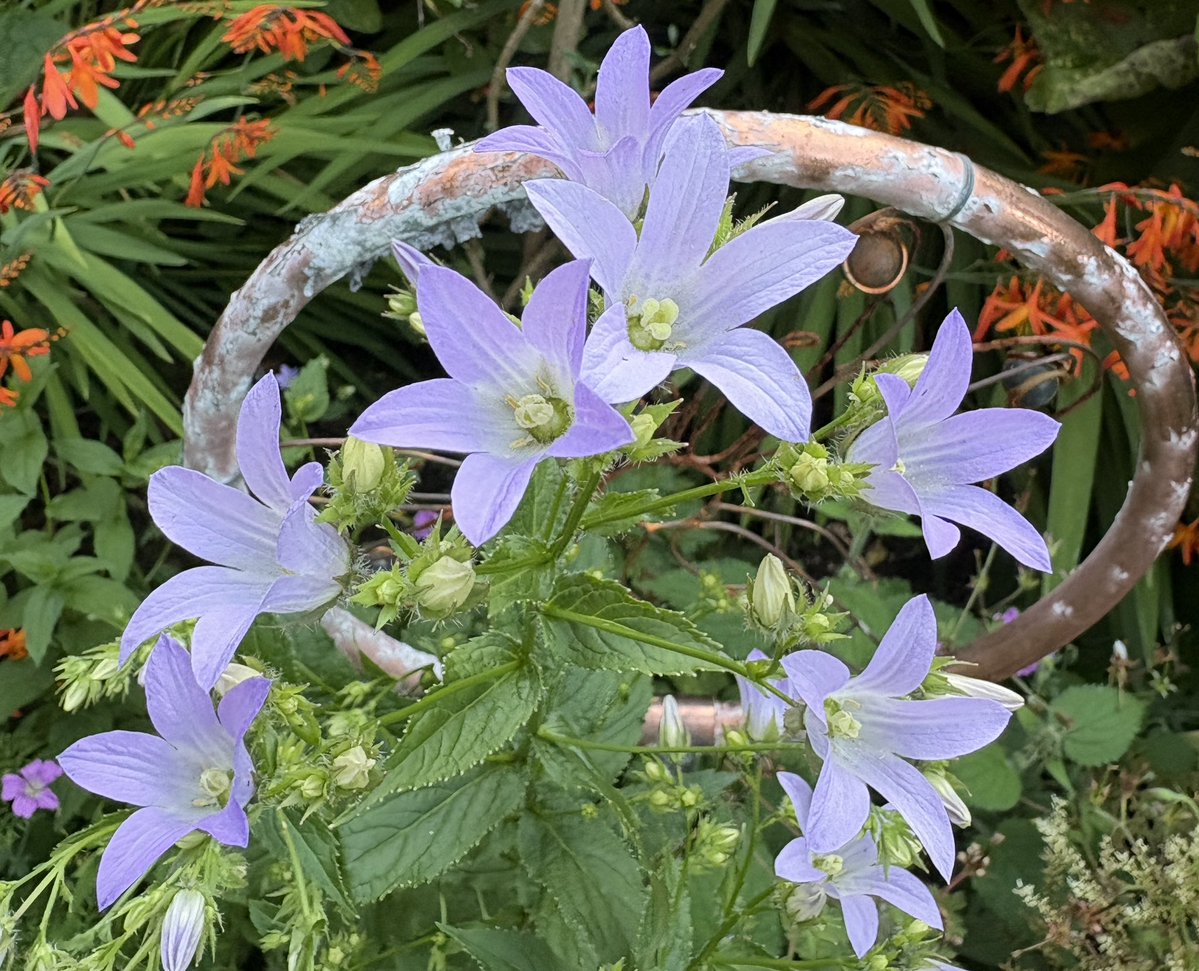 ElizAthertonSop's tweet image. I’m thrilled that my #Campanula has decided to come back from the dead after last summer when I assumed it was no more. One of my favourites as we go into the height of summer, and a lovely foil to the oranges and yellows that are taking over elsewhere. #FlowerHunting