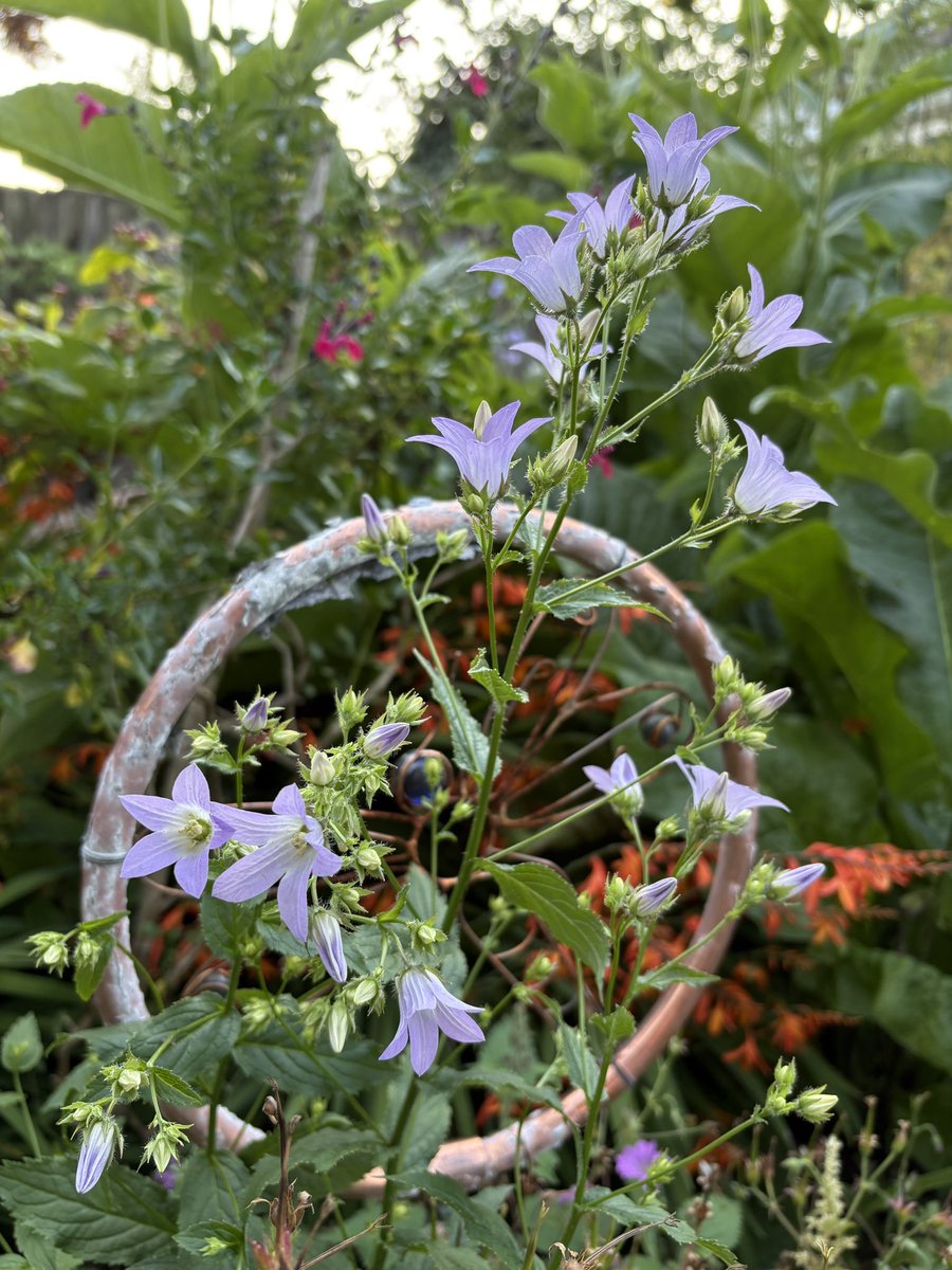 ElizAthertonSop's tweet image. I’m thrilled that my #Campanula has decided to come back from the dead after last summer when I assumed it was no more. One of my favourites as we go into the height of summer, and a lovely foil to the oranges and yellows that are taking over elsewhere. #FlowerHunting