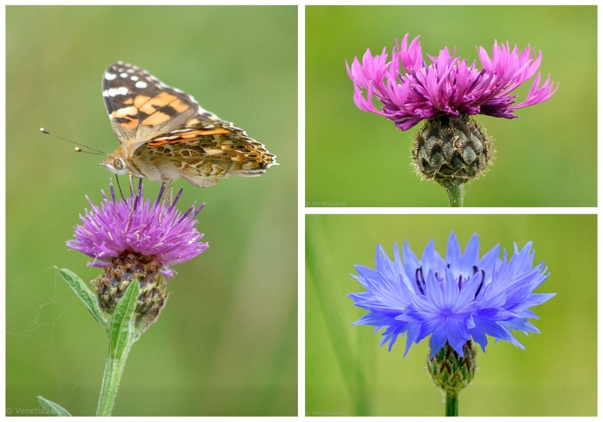 VenetiaJane's tweet image. In ancient times, plants of the Centaurea genus were prized for their healing powers. Their name harks back to Chiron, the wise centaur of Greek myth, half man, half horse, renowned for his deep knowledge of herbs and medicine. #FairytaleTuesday #Mythology