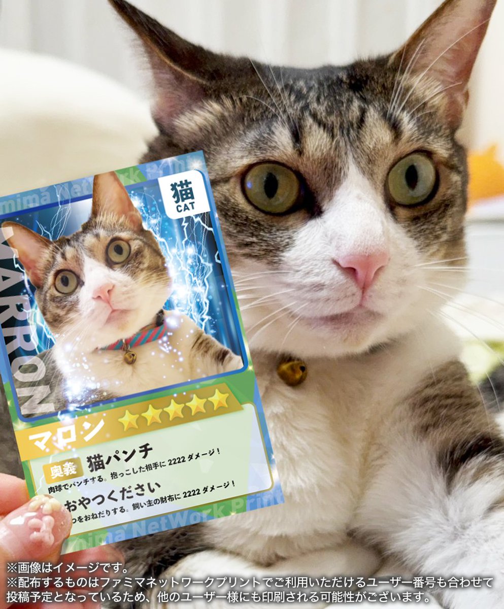 「サビ猫」ポジャギ けいとたまちゃんです!!! サビ猫たまちゃん on X: