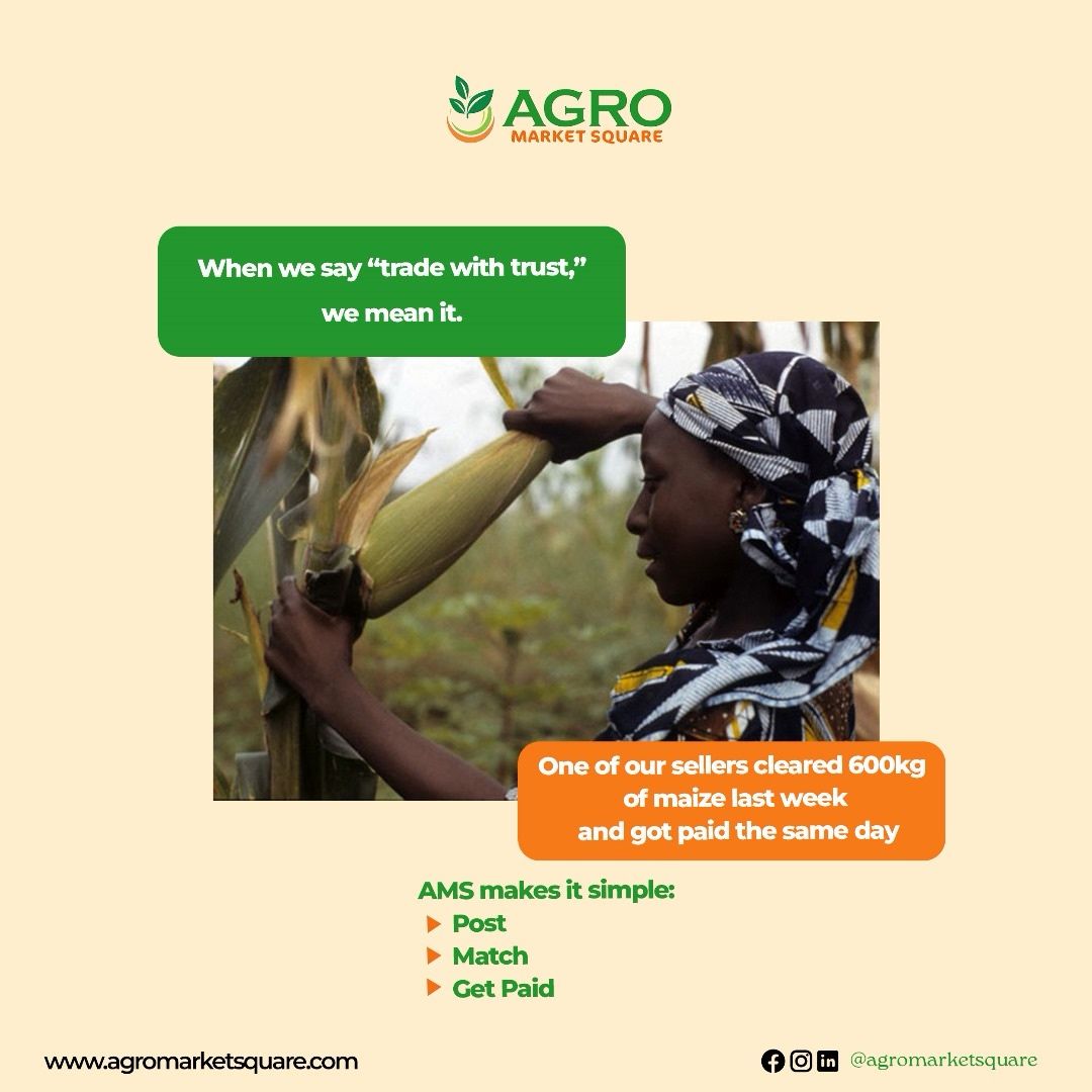 agromarketsquar's tweet image. 🤝When we say “trade with trust,” we mean it. 
One of our sellers cleared 600kg of maize last week and got paid the same day. 

AMS makes it simple: 
📲 Post 
📬 Match 
💸 Get paid 

This is the kind of market we all deserve.