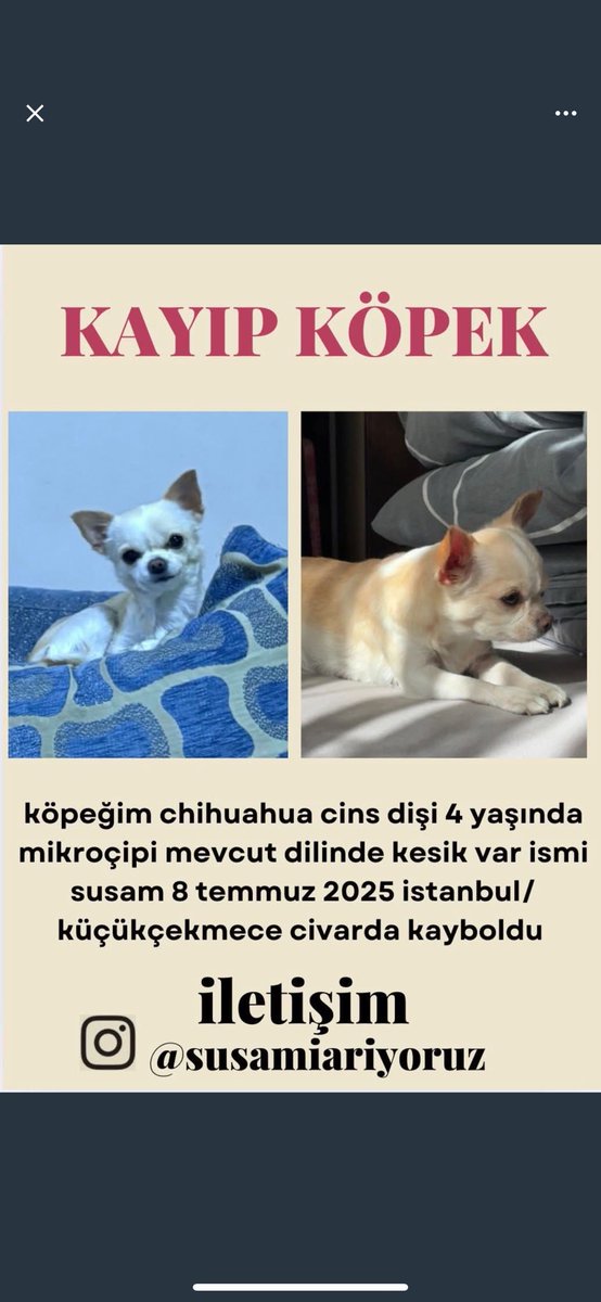 Kayıp köpek 🚨 
İSTANBUL/KÜÇÜKÇEKMECE