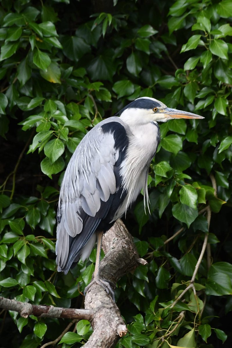 Grey Heron 
Bude Cornwall 〓〓
#Bude #Cornwall 
#GreyHeron