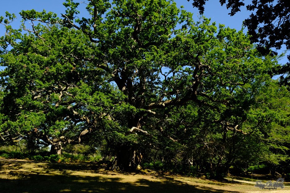 Walk past this Oak at the weekend #thicktrunktuesday #treelove