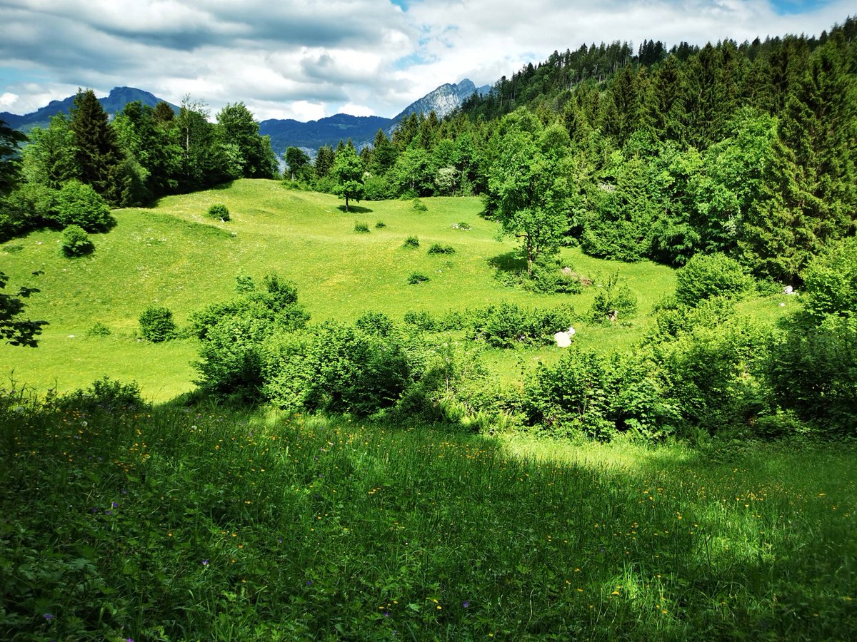 agroscope's tweet image. Trotz höherer Direktzahlungen breiten sich auf #Alpweiden weiterhin Büsche aus. Das zeigt eine neue Studie von #Agroscope. 
➡️ agrarforschungschweiz.ch/2025/07/der-ef…