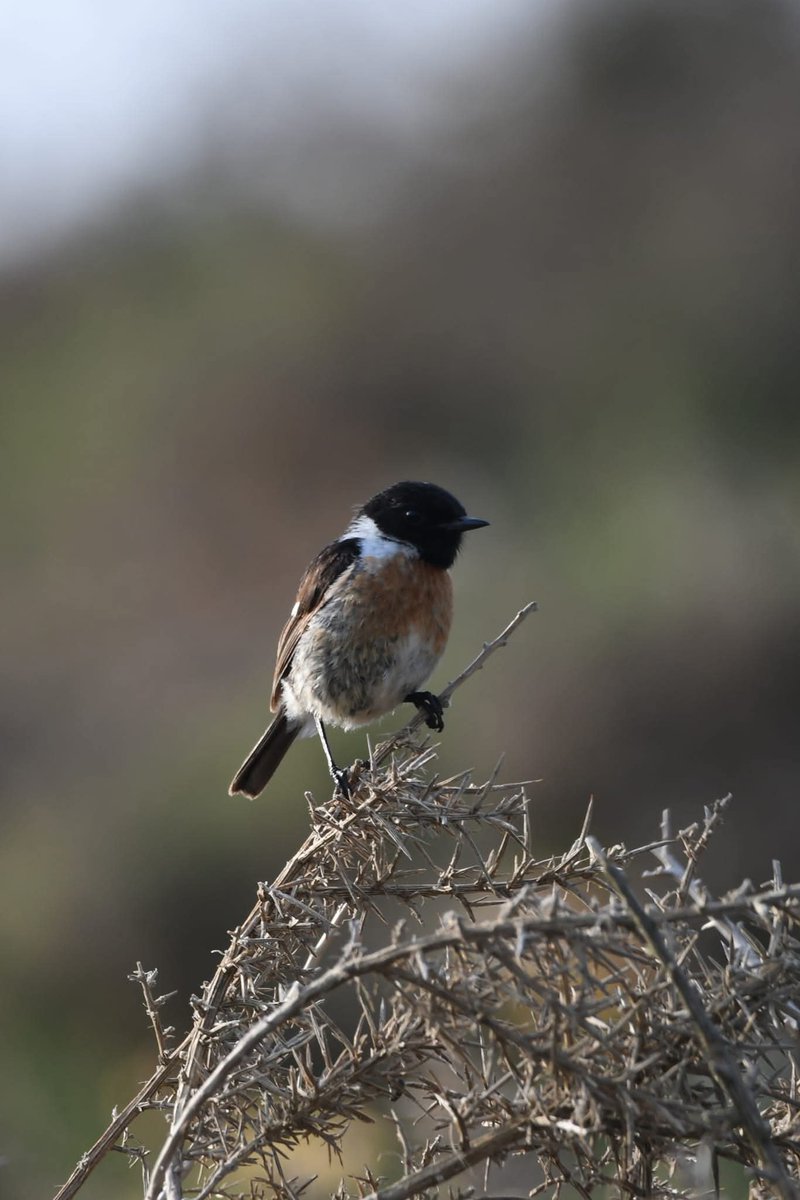 Stonechat 
Bude Cornwall 〓〓
#Bude #Cornwall 
#Stonechat