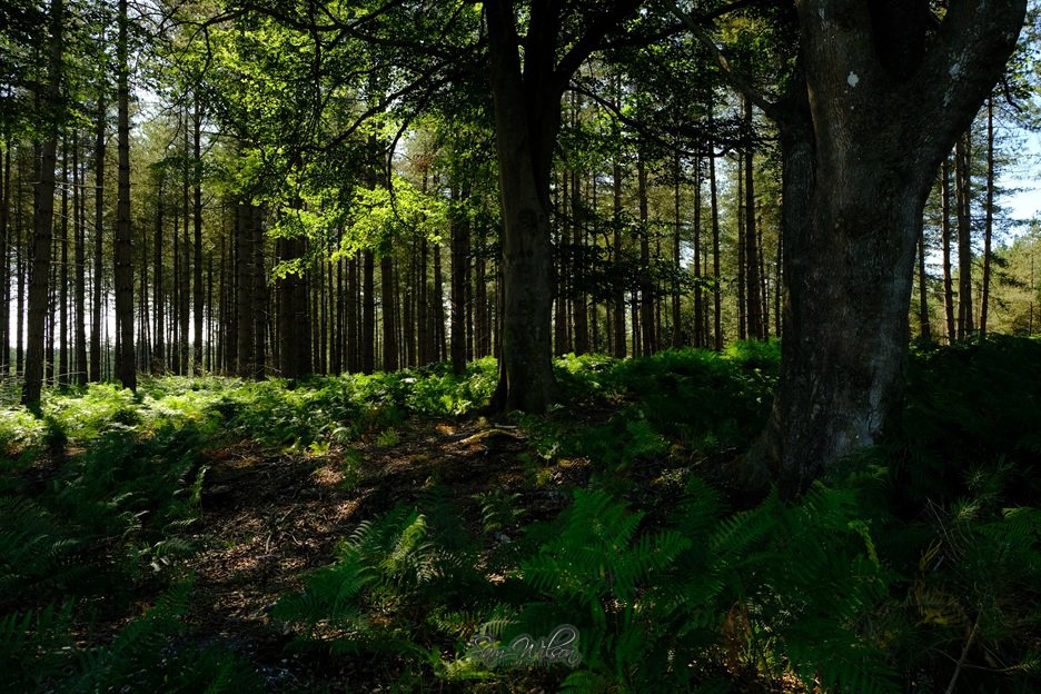 Trying to cool down in the forest at the weekend #woodlands #NewForest