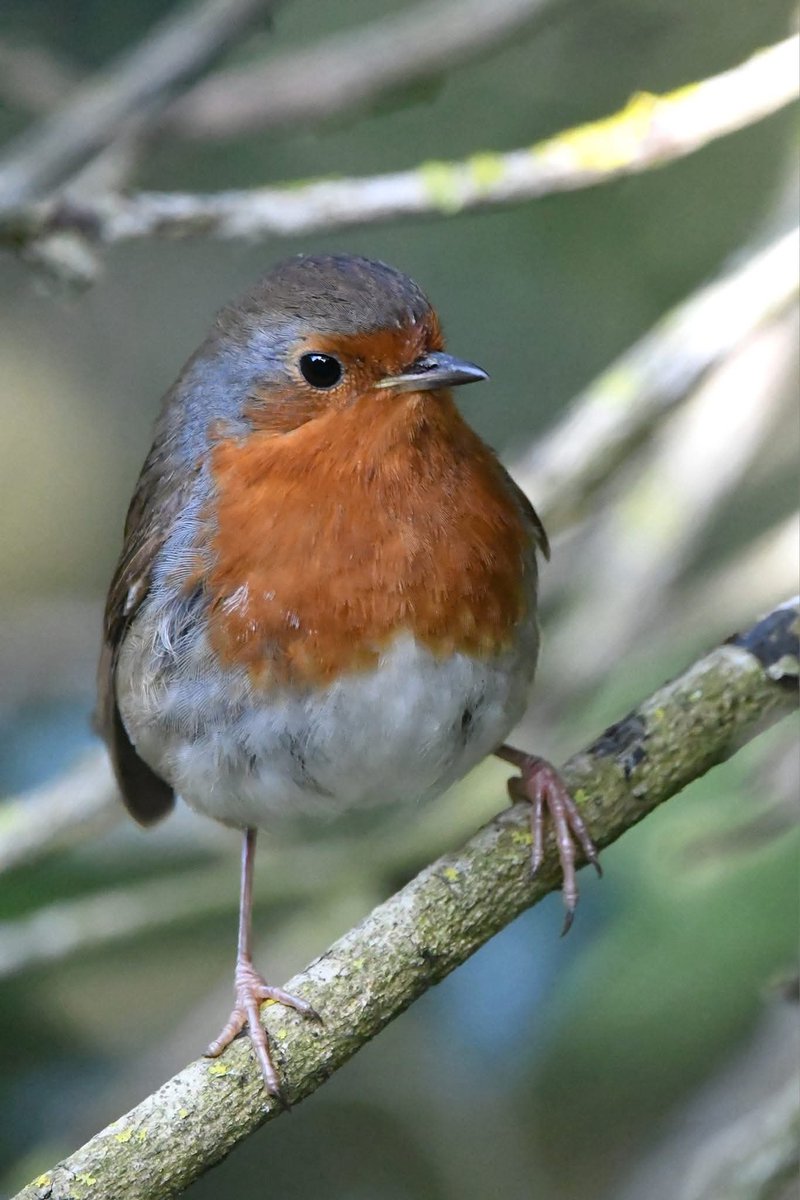 Robin 
Bude Cornwall 〓〓
#Bude #Cornwall 
#Robin
