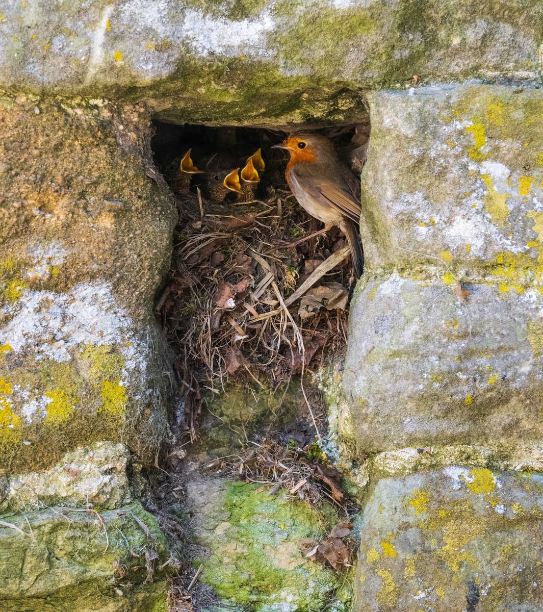 Andrew Fusek Peters (@2peters) on Twitter photo Hugely honoured that my Robin family in a farm wall has been selected to go in the Bird Photographer of the Year 2025 book which means itβs made the top 1% of entrants, a real honour. Winners announced in September. <a href="/Natures_Voice/">RSPB</a> <a href="/ShropsWildlife/">Shropshire Wildlife Trust</a> <a href="/OMSYSTEMcameras/">OM SYSTEM Cameras</a> <a href="/WildlifeMag/">BBC Wildlife</a> Hugely honoured that my Robin family in a farm wall has been selected to go in the Bird Photographer of the Year 2025 book which means itβs made the top 1% of entrants, a real honour. Winners announced in September. <a href="/Natures_Voice/">RSPB</a> <a href="/ShropsWildlife/">Shropshire Wildlife Trust</a> <a href="/OMSYSTEMcameras/">OM SYSTEM Cameras</a> <a href="/WildlifeMag/">BBC Wildlife</a>