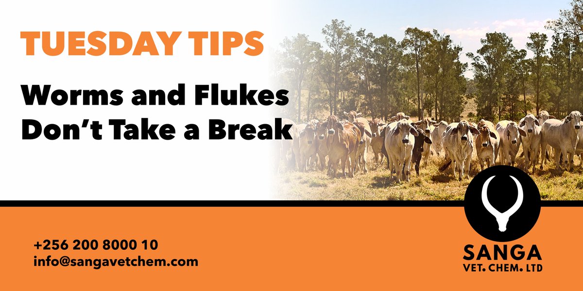 sangavetchem's tweet image. Just because the grass is dry doesn't mean parasites have disappeared! In fact, the dry season often makes things worse:
- Animals crowd around limited pasture and water points
- Manure builds up faster in feeding areas
- Parasites like roundworms and liver flukes can easily…
