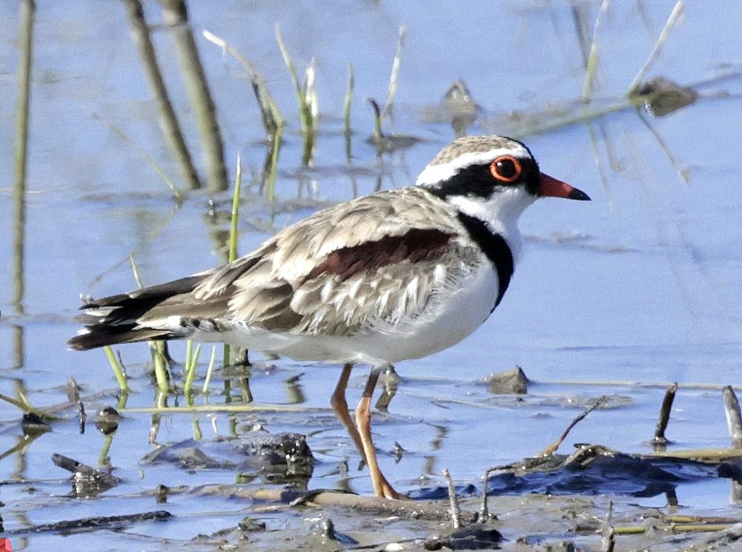 PhilNovis's tweet image. Black Fronted Dotterel, QLD,  Australia