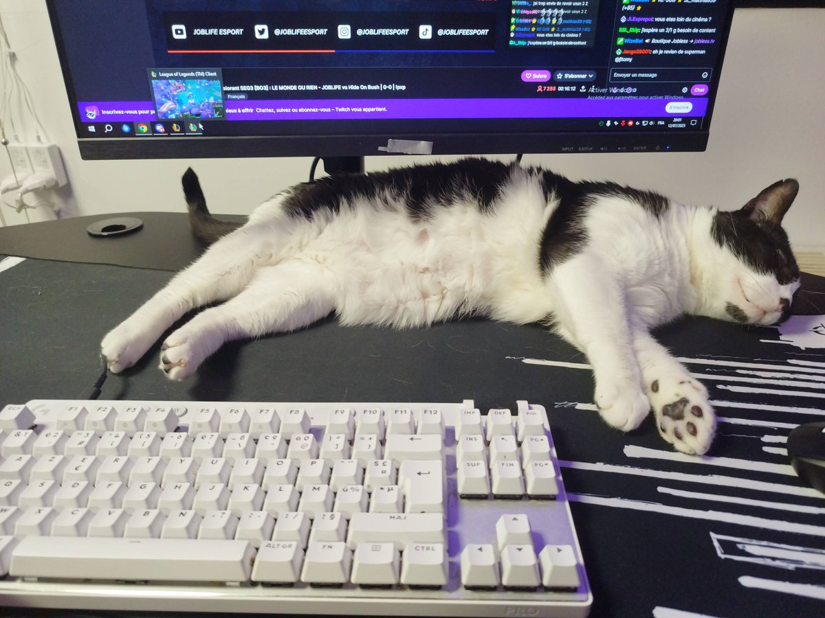 stream dans le bootcamp feat singed